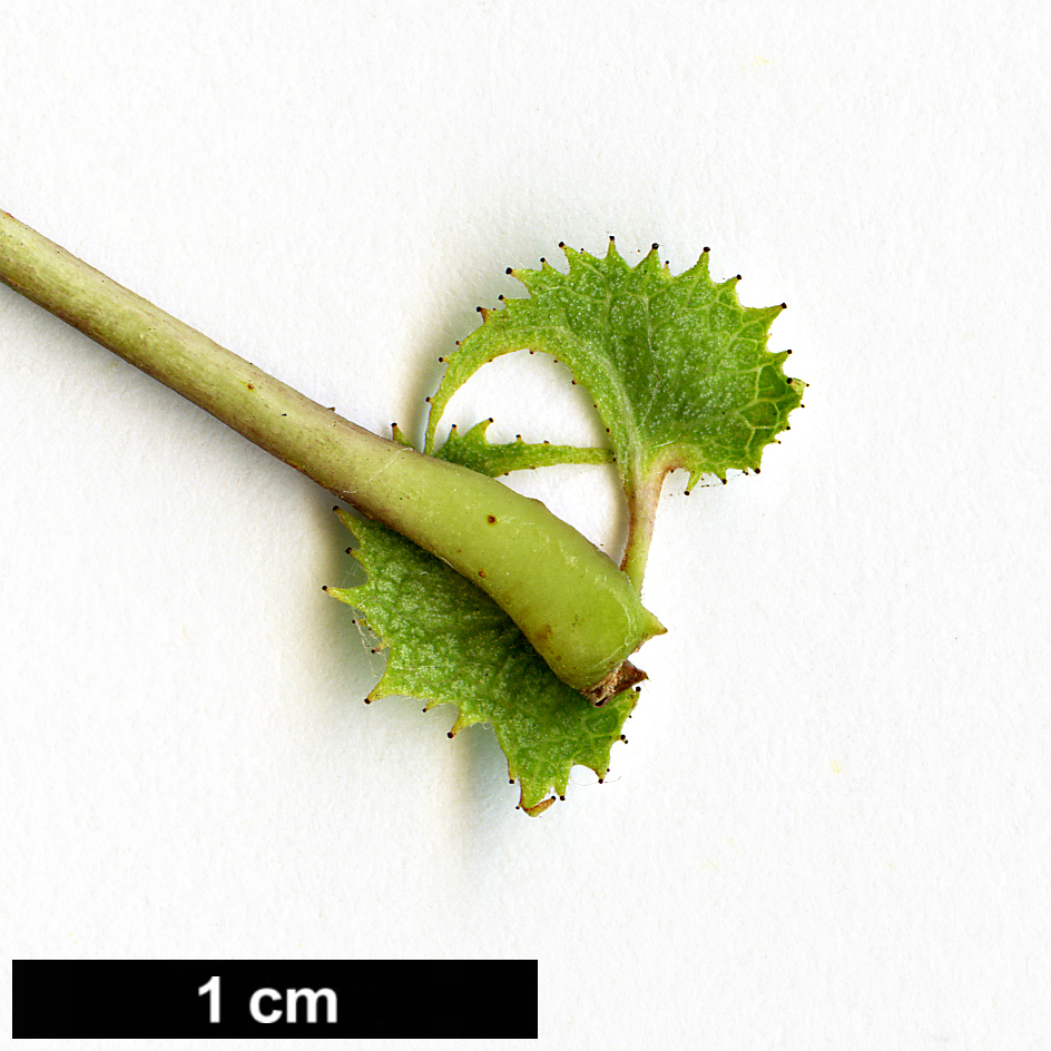 High resolution image: Family: Rosaceae - Genus: Crataegus - Taxon: coccinioides - SpeciesSub: var. dilatata